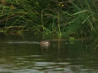 Waterrat [Arvicola amphibius]
